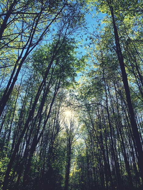 Lage hoek van bomen in het bos tegen de lucht