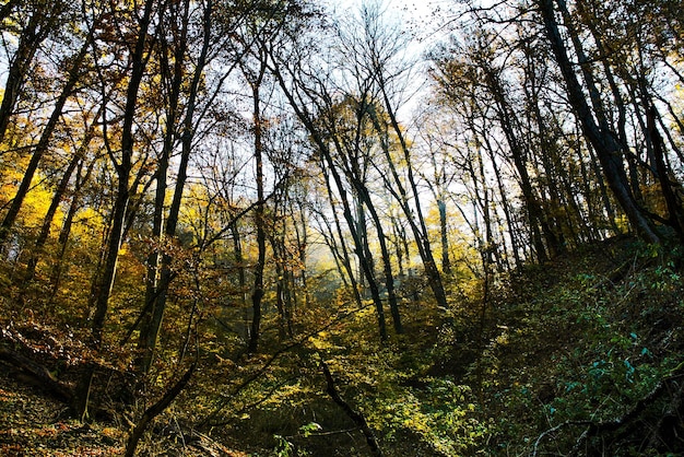 Lage hoek van bomen in het bos tegen de lucht
