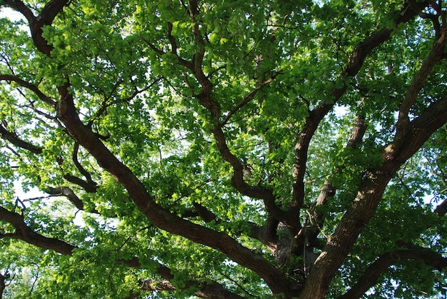Lage hoek van bomen in het bos