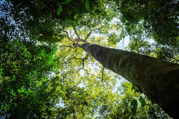 Lage hoek van bomen in het bos