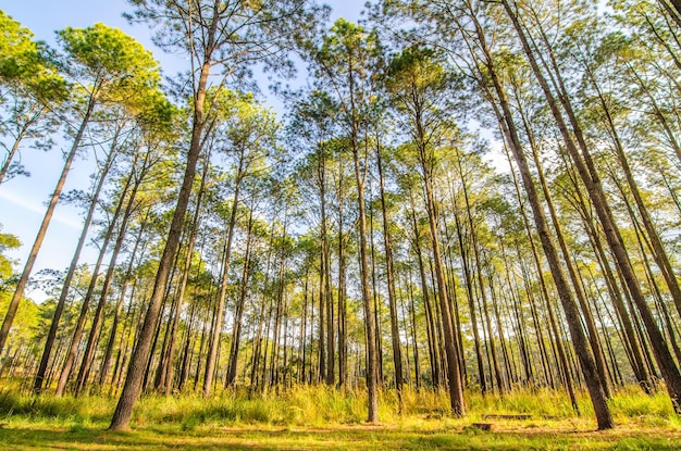 Lage hoek van bomen in het bos