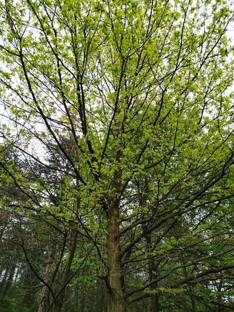 Foto lage hoek van bomen in het bos