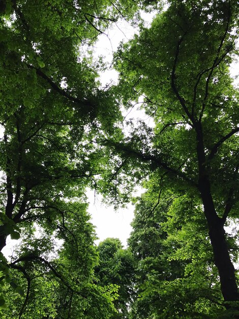 Foto lage hoek van bomen in het bos