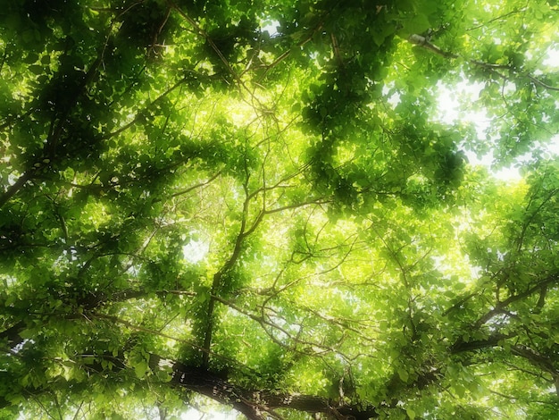 Foto lage hoek van bomen in het bos