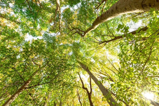 Lage hoek van bomen in het bos