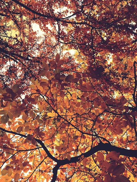 Foto lage hoek van bomen in het park in de herfst