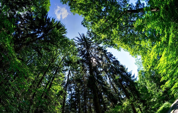 Lage hoek van bomen in het park