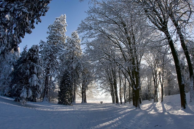 Lage hoek van bomen op een met sneeuw bedekt veld