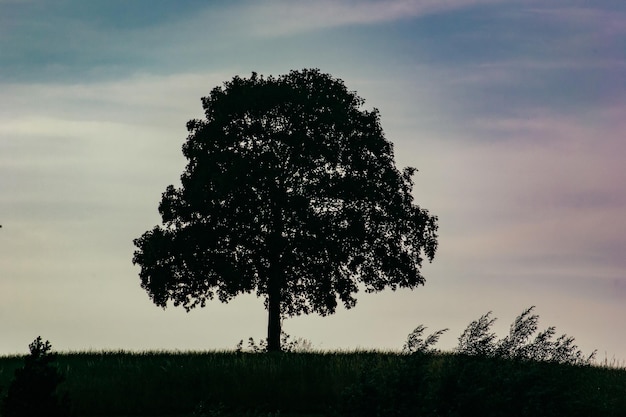 Lage hoek van bomen op het veld tegen de lucht
