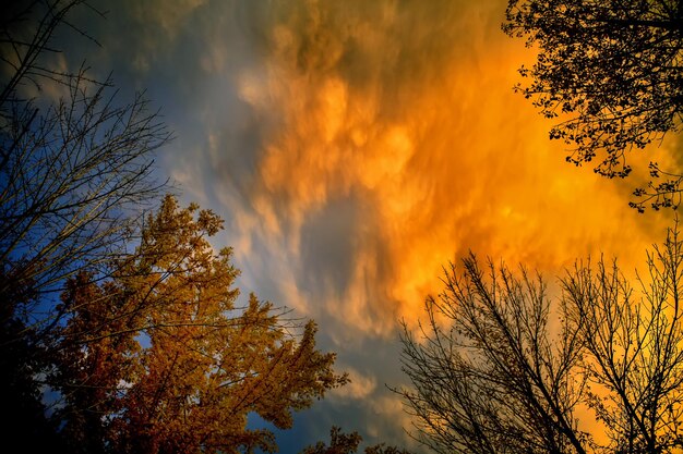 Foto lage hoek van bomen tegen bewolkte lucht bij zonsondergang