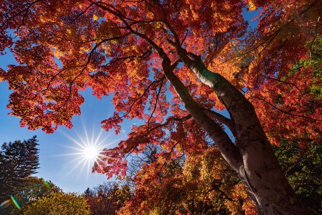 Foto lage hoek van bomen tegen de lucht in de herfst