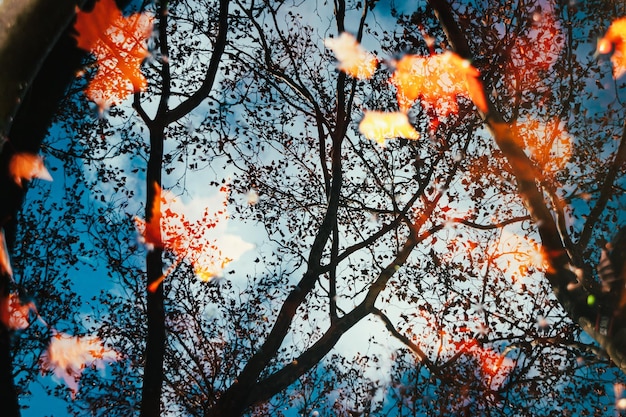 Foto lage hoek van bomen tegen de lucht in de herfst