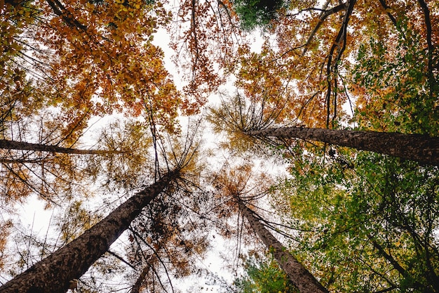 Lage hoek van bomen tegen de lucht in het bos in de herfst