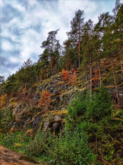 Foto lage hoek van bomen tegen de lucht in het bos