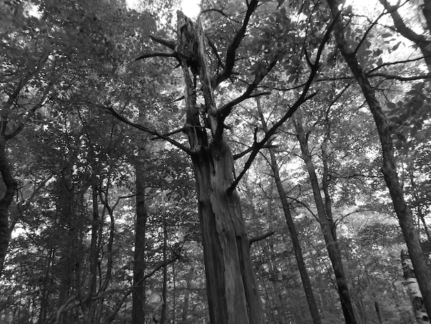 Lage hoek van bomen tegen de lucht in het bos