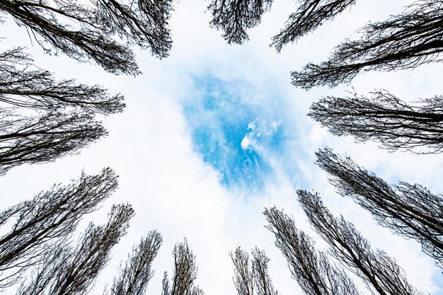 Foto lage hoek van bomen tegen de lucht tijdens de winter