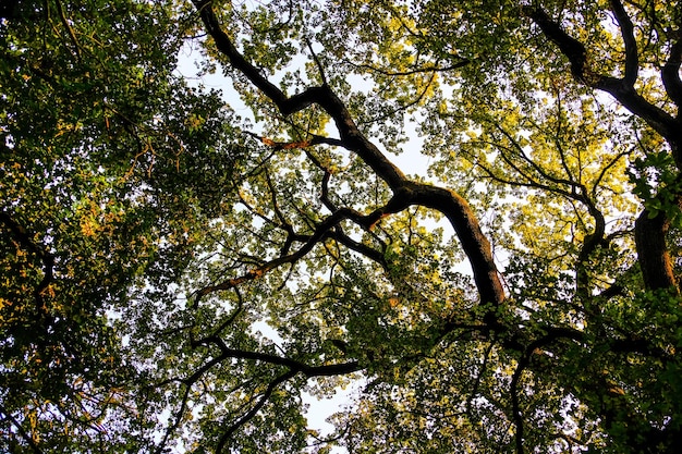 Lage hoek van bomen tegen de lucht