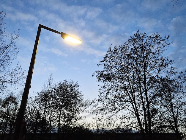 Foto lage hoek van bomen tegen de lucht