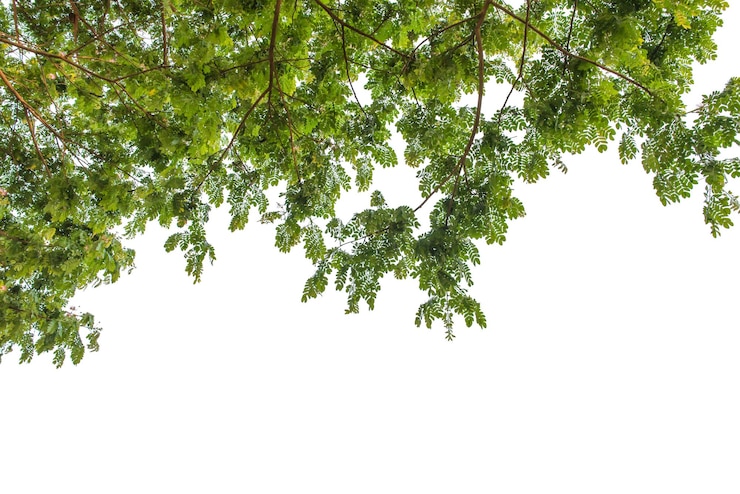 Foto lage hoek van bomen tegen de lucht