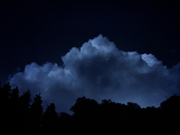 Foto lage hoek van bomen tegen de lucht