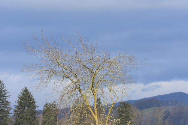 Foto lage hoek van bomen tegen de lucht