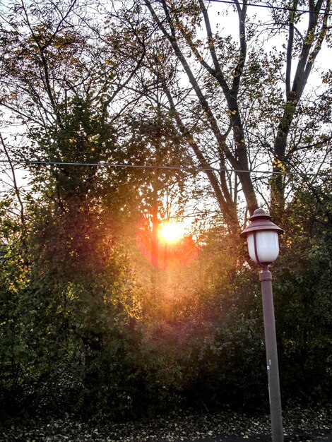 Foto lage hoek van bomen tegen de lucht