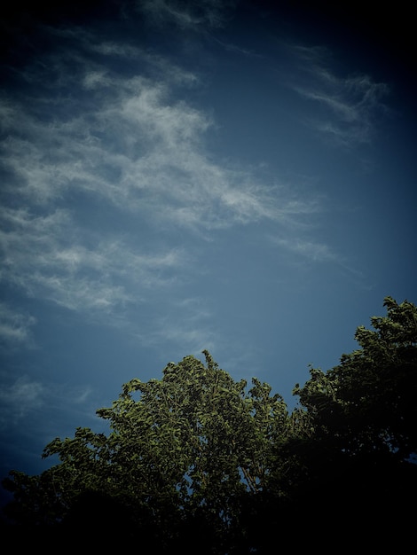 Foto lage hoek van bomen tegen de lucht
