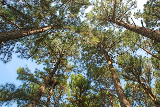 Lage hoek van bomen tegen de lucht