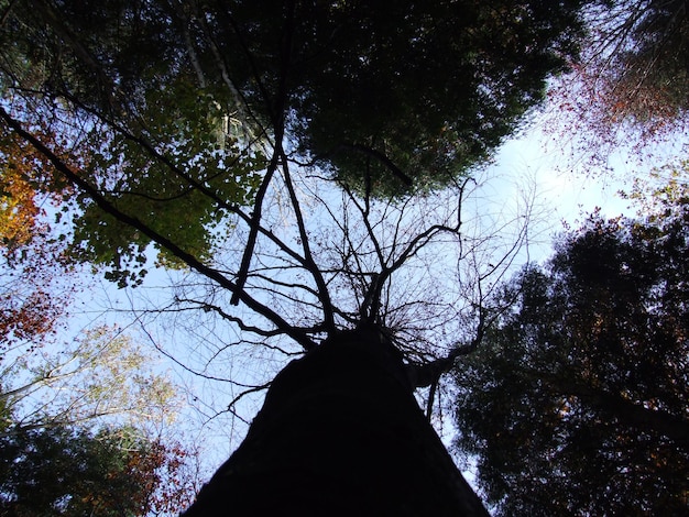 Foto lage hoek van bomen tegen de lucht