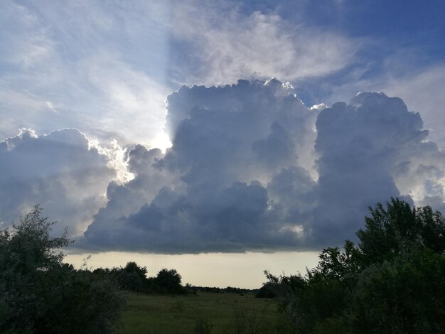 Foto lage hoek van bomen tegen de lucht