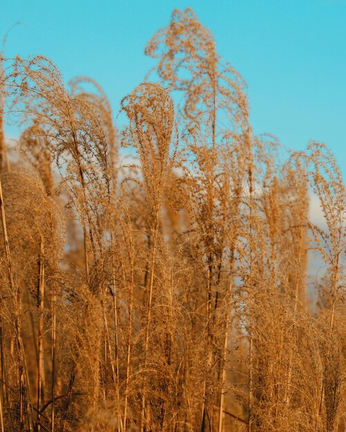 Foto lage hoek van bomen tegen de lucht