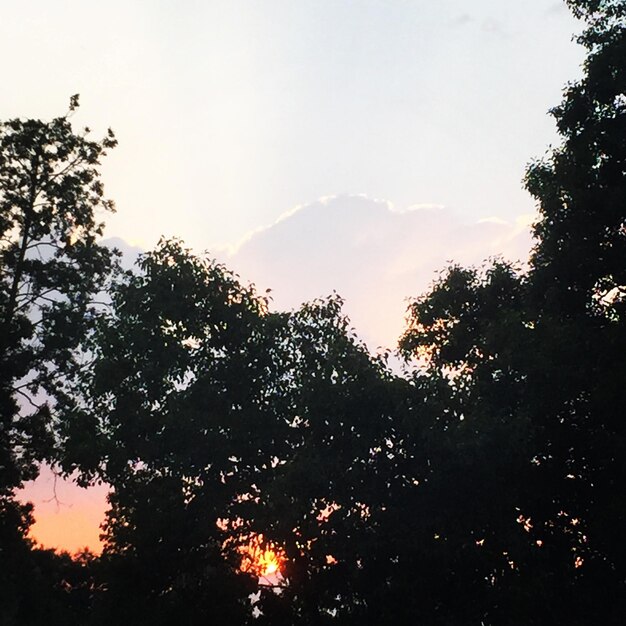 Foto lage hoek van bomen tegen de lucht