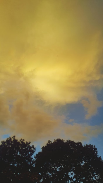 Foto lage hoek van bomen tegen de lucht