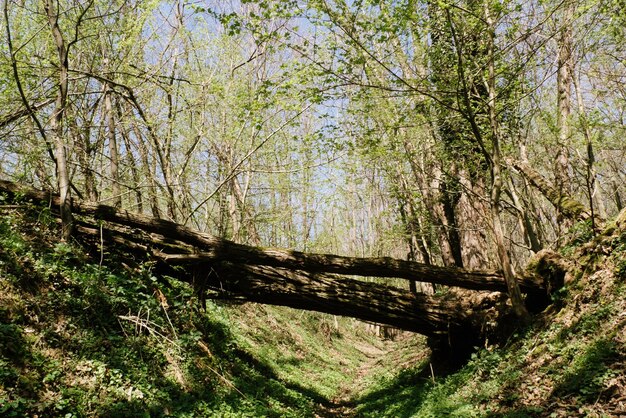 Foto lage hoek van bomen tegen de lucht