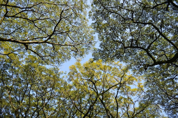 Lage hoek van bomen tegen de lucht