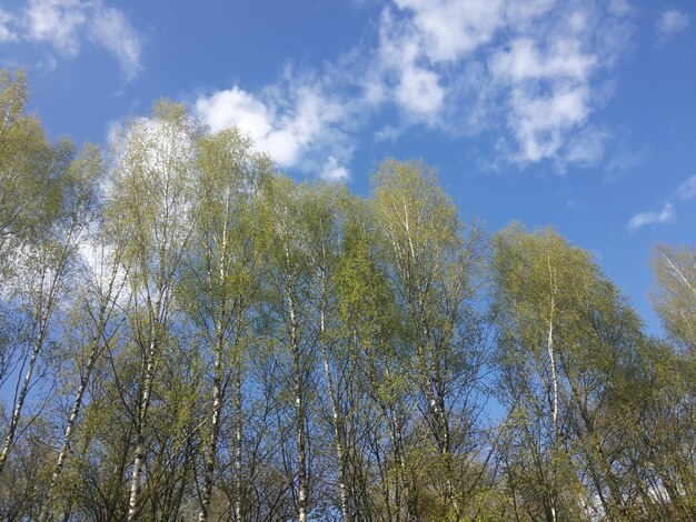 Lage hoek van bomen tegen een blauwe hemel