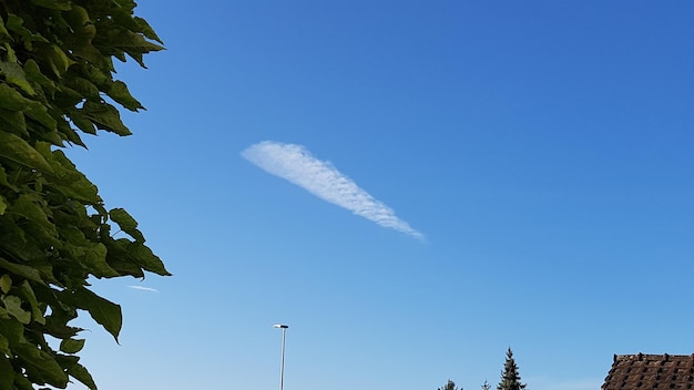 Foto lage hoek van bomen tegen een blauwe hemel