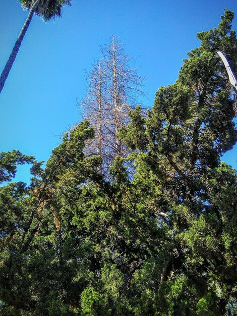 Foto lage hoek van bomen tegen een blauwe hemel