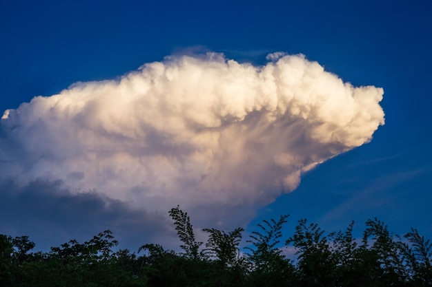 Foto lage hoek van bomen tegen een blauwe hemel