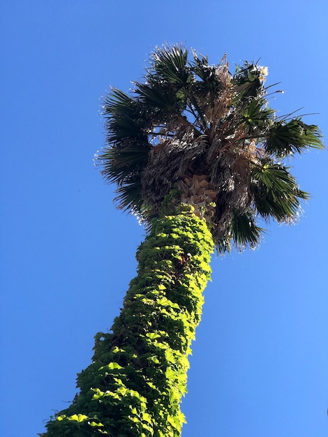 Foto lage hoek van bomen tegen een heldere blauwe lucht