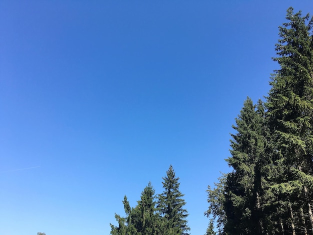 Lage hoek van bomen tegen een heldere blauwe lucht