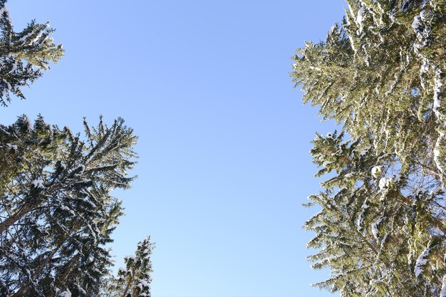 Foto lage hoek van bomen tegen een heldere hemel in de winter