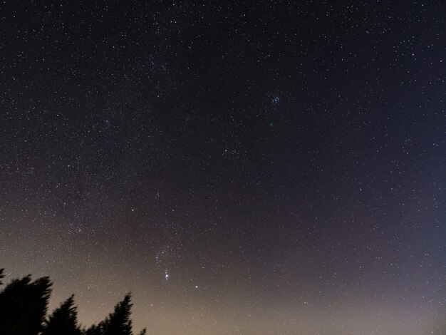 Foto lage hoek van bomen tegen het sterrenveld 's nachts