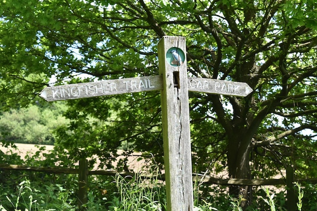 Lage hoek van bomen