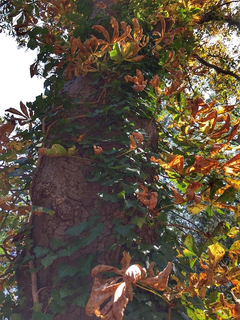 Foto lage hoek van bomen