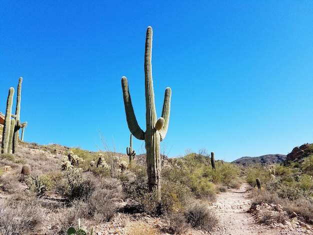 Lage hoek van cactus tegen een heldere blauwe lucht in de woestijn op een zonnige dag