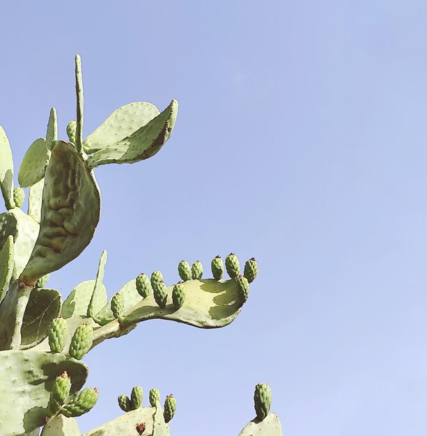 Foto lage hoek van cactus tegen een heldere lucht