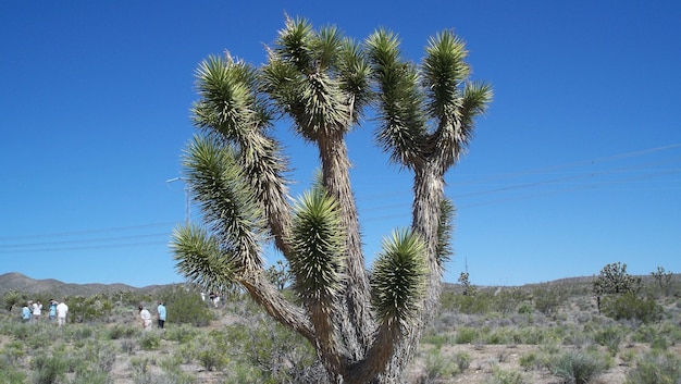 Foto lage hoek van cactus tegen een heldere lucht