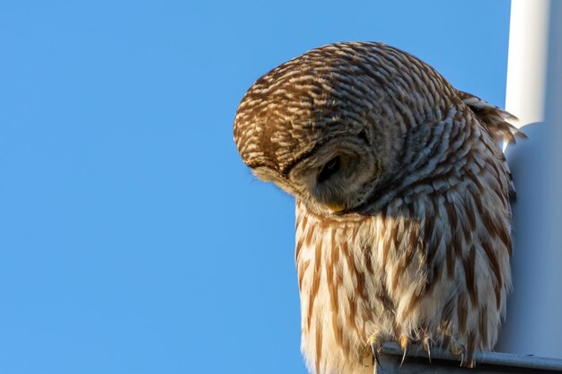 Foto lage hoek van de adelaar tegen een heldere lucht