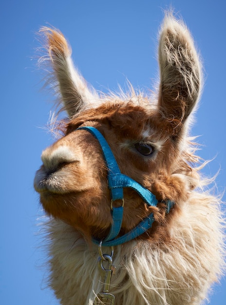 Lage hoek van de alpaca tegen een heldere lucht